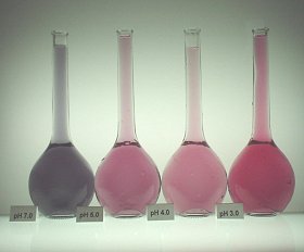 Grape Skin Extract